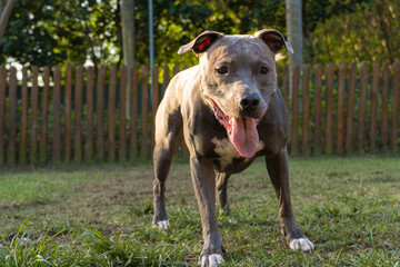 Pit bull dog playing in the park at sunset. Blue nose pitbull in sunny day and green grass with...