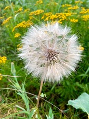 A large dandelion on a natural blooming yellow and green field covered with grass. Plants on a meadow in a natural ecological park in summer.