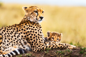 Mother Cheetah and Cub, Serengeti, Tanzania