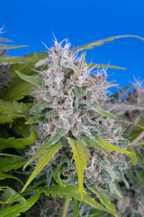 Detail of a Black Domina Cannabis plant isolated on blue