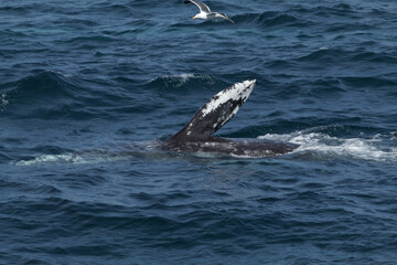 Fototapeta premium whale in the sea