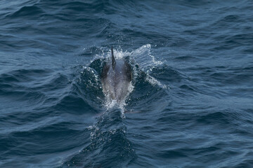 Dolphin in the sea