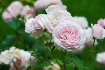 Amazing light pink rose in Moscow oblast