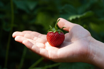 Ripe strawberry on woman's hand