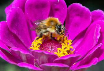A bumble-bee collecting pollen in a violet flower. A humble-bee working on a garden flower.