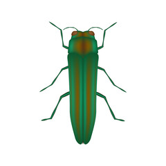 The emerald ash borer icon, 3d vector illustration, Agrilus planipennis
 - obrazy, fototapety, plakaty
