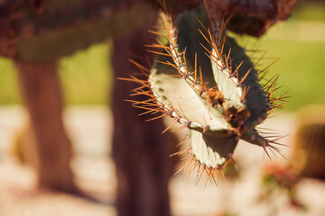 cactus plants at stone decorative summer garden sunlight
