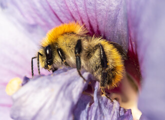 A bumble-bee collecting pollen in a violet flower. A humble-bee working on a garden flower.