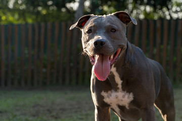 Pit bull dog playing in the park at sunset. Blue nose pitbull in sunny day and green grass with wooden picket fence.