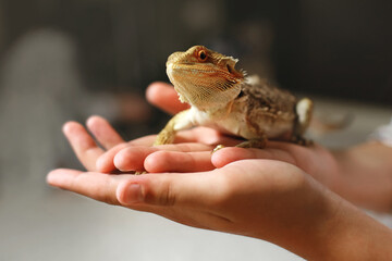 A sand lizard sits on a man's hand. Reptile with sharp thorns and brown yellow scales. Growing an amphibian animal at home. Dragon head close up