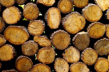 Background from round logs piled in a heap at a sawmill. Procurement of natural fuel for heating. Free space for text