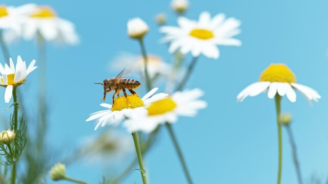 Flying bee gathering pollen from daisy flower. Filmed on high speed cinema camera, 1000fps.