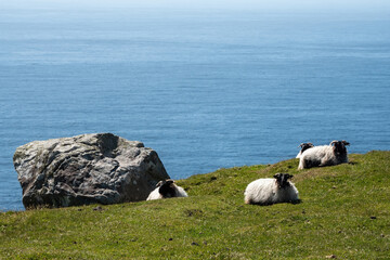 Sheep on a green grass by a stone, Blue ocean water in the background. Achill island, county Mayo,...
