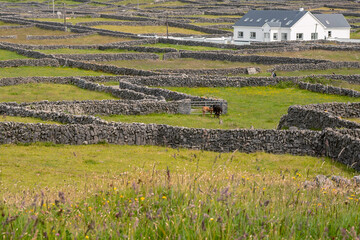 Cows in a field and traditional stone fences. White house in the background. Inishmore, Aran...