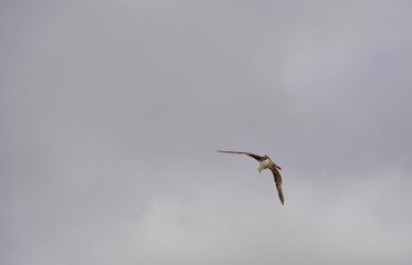 Seagull flying in the grey sky