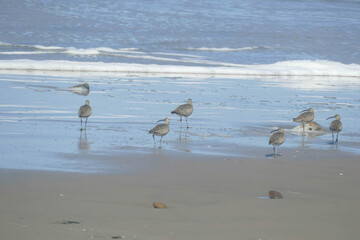 Hudsonian whimbrels in surf on Oregon beach