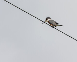 Disparo de ángulo bajo un pájaro martín pescador con cinturón posado sobre el cable