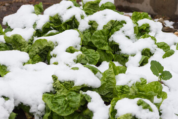 lettuce in the snow covered garden
