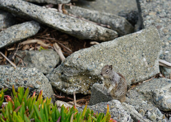 Adorable Squirrel or Chipmunk by Rocks