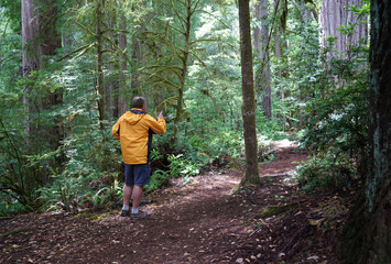 Man hiking in the Giant Redwoods Park, California