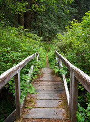 Fototapeta premium Wooden Bridge in the Forest