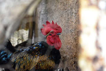 Gallo dentro de un gallinero © Suemy Astrid