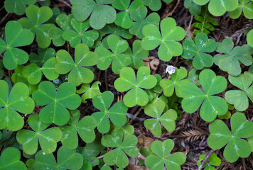 Wood Sorrel plant in the Forest  