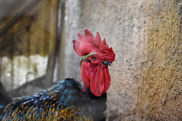 retrato de gallo domestico en el gallinero © Suemy Astrid