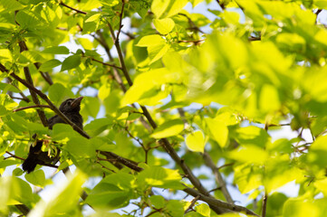 Baby Common Grackle waiting for Mommy
