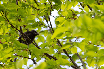 Baby Common Grackle waiting for Mommy. Looking around for mom in to come.