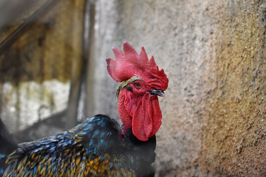 retrato de gallo domestico en el gallinero