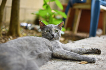 Gatito gris recostado descansando
