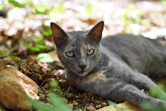 Retrato de lindo gato gris con ojos verdes