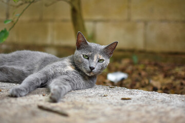 Lindo gato gris recostado mirando 