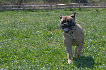 2021-06-28 A LARGE BULLMASTIFF RUNNING IN A LUSH GREEN FIELD