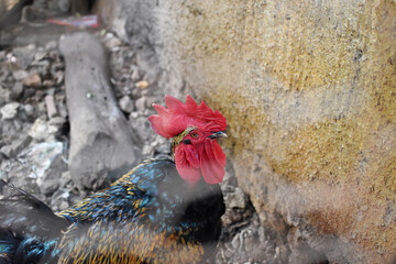 Gallo domestico de perfil dentro de el gallinero © Suemy Astrid