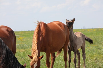 A loving gentle foal leans against a mother's mare grazing in a herd in a meadow in summer