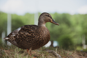 Nova Scotia, Lunenberg, Mahone Bay, waterfowl, duck