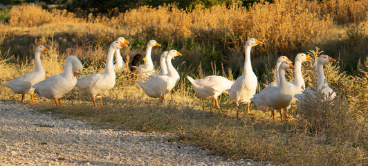 swans on the river