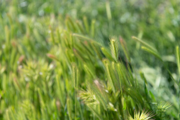 Field of grass. Green grass natural background. Green rye or wheat spikelets. Natural grassland