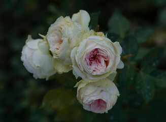 yellow rose in the garden