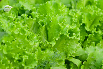 Fresh green salad grow in a garden bed on the farm. Gardening. A greeting card or banner for a sale for the spring festival or the autumn harvest. close up. zero waste. Eco.