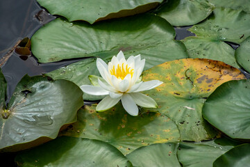 池に咲く睡蓮の花