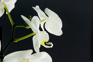 Orchidea bianca