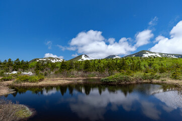 【青森県八甲田山中】新緑の睡蓮沼に映える北八甲田連峰
