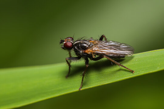 Cordilura sp. Dung Fly sitting on a grass