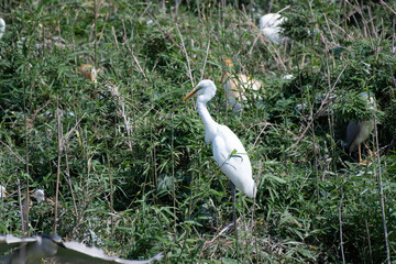 Great egret perching in bush