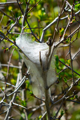 Silky web home of newly hatched Eastern Tent caterpillars on a thorn shrub in an open field in May,...
