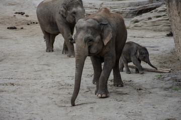 Elephant mother, father and their calf in Zoo. Cute baby elephant with parents. Zoo big animals