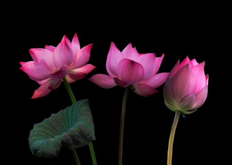 Pink lotus flowers, isolated on black background. Object with clipping path.